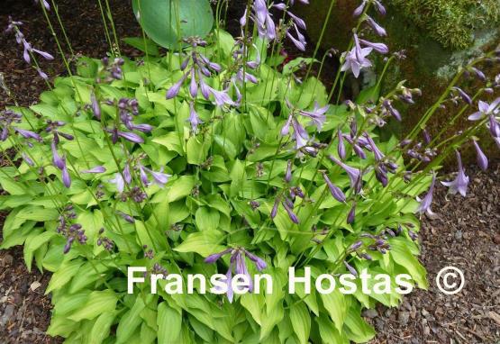 Hosta Lemon Lime